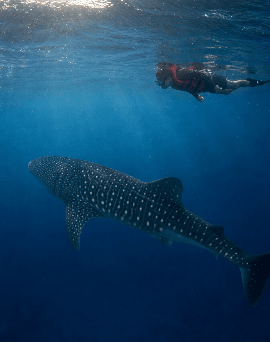 A snorkeller in a red life vest floats at a respectful distance from a whale shark gliding peacefully through the deep blue water of Oslob, Cebu.